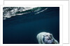 Underwater Polar Bear near Frozen Strait, Nunavut, Canada by Anonymous