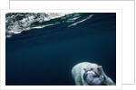 Underwater Polar Bear near Frozen Strait, Nunavut, Canada by Anonymous