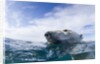 Underwater Polar Bear near Frozen Strait, Nunavut, Canada by Anonymous