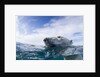 Underwater Polar Bear near Frozen Strait, Nunavut, Canada by Anonymous