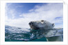 Underwater Polar Bear near Frozen Strait, Nunavut, Canada by Anonymous
