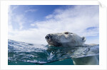 Underwater Polar Bear near Frozen Strait, Nunavut, Canada by Anonymous