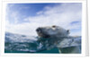 Underwater Polar Bear near Frozen Strait, Nunavut, Canada by Anonymous