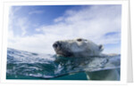 Underwater Polar Bear near Frozen Strait, Nunavut, Canada by Anonymous