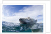 Underwater Polar Bear near Frozen Strait, Nunavut, Canada by Anonymous