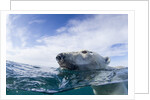Underwater Polar Bear near Frozen Strait, Nunavut, Canada by Anonymous