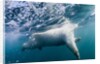 Underwater Polar Bear by Harbour Islands, Nunavut, Canada by Anonymous