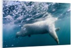 Underwater Polar Bear by Harbour Islands, Nunavut, Canada by Anonymous