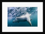 Underwater Polar Bear by Harbour Islands, Nunavut, Canada by Anonymous