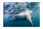 Underwater Polar Bear by Harbour Islands, Nunavut, Canada by Anonymous