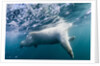 Underwater Polar Bear by Harbour Islands, Nunavut, Canada by Anonymous