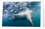Underwater Polar Bear by Harbour Islands, Nunavut, Canada by Anonymous