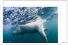 Underwater Polar Bear by Harbour Islands, Nunavut, Canada by Anonymous