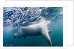 Underwater Polar Bear by Harbour Islands, Nunavut, Canada by Anonymous