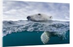 Underwater Polar Bear by Harbour Islands, Nunavut, Canada by Anonymous