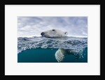 Underwater Polar Bear by Harbour Islands, Nunavut, Canada by Anonymous
