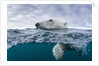 Underwater Polar Bear by Harbour Islands, Nunavut, Canada by Anonymous
