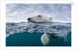 Underwater Polar Bear by Harbour Islands, Nunavut, Canada by Anonymous