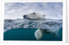Underwater Polar Bear by Harbour Islands, Nunavut, Canada by Anonymous