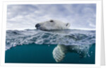 Underwater Polar Bear by Harbour Islands, Nunavut, Canada by Anonymous