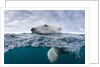 Underwater Polar Bear by Harbour Islands, Nunavut, Canada by Anonymous