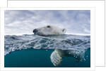 Underwater Polar Bear by Harbour Islands, Nunavut, Canada by Anonymous