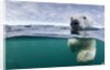 Underwater Polar Bear by Harbour Islands, Nunavut, Canada by Anonymous