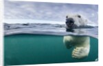 Underwater Polar Bear by Harbour Islands, Nunavut, Canada by Anonymous