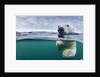 Underwater Polar Bear by Harbour Islands, Nunavut, Canada by Anonymous