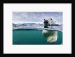 Underwater Polar Bear by Harbour Islands, Nunavut, Canada by Anonymous