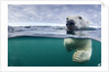 Underwater Polar Bear by Harbour Islands, Nunavut, Canada by Anonymous