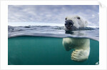 Underwater Polar Bear by Harbour Islands, Nunavut, Canada by Anonymous