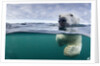 Underwater Polar Bear by Harbour Islands, Nunavut, Canada by Anonymous