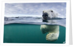Underwater Polar Bear by Harbour Islands, Nunavut, Canada by Anonymous