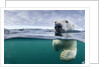 Underwater Polar Bear by Harbour Islands, Nunavut, Canada by Anonymous