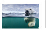 Underwater Polar Bear by Harbour Islands, Nunavut, Canada by Anonymous