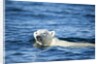 Polar Bear Swimming by Harbour Islands, Nunavut, Canada by Anonymous