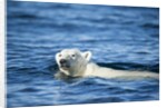 Polar Bear Swimming by Harbour Islands, Nunavut, Canada by Anonymous