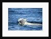 Polar Bear Swimming by Harbour Islands, Nunavut, Canada by Anonymous