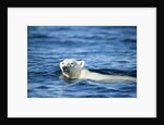 Polar Bear Swimming by Harbour Islands, Nunavut, Canada by Anonymous
