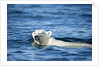 Polar Bear Swimming by Harbour Islands, Nunavut, Canada by Anonymous