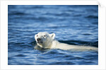 Polar Bear Swimming by Harbour Islands, Nunavut, Canada by Anonymous