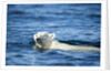 Polar Bear Swimming by Harbour Islands, Nunavut, Canada by Anonymous