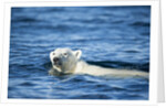 Polar Bear Swimming by Harbour Islands, Nunavut, Canada by Anonymous
