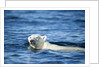 Polar Bear Swimming by Harbour Islands, Nunavut, Canada by Anonymous