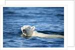 Polar Bear Swimming by Harbour Islands, Nunavut, Canada by Anonymous
