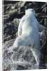 Polar Bear on Harbour Islands, Nunavut, Canada by Anonymous