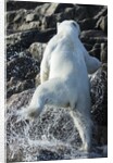 Polar Bear on Harbour Islands, Nunavut, Canada by Anonymous