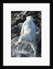 Polar Bear on Harbour Islands, Nunavut, Canada by Anonymous