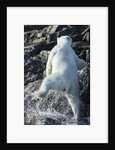Polar Bear on Harbour Islands, Nunavut, Canada by Anonymous